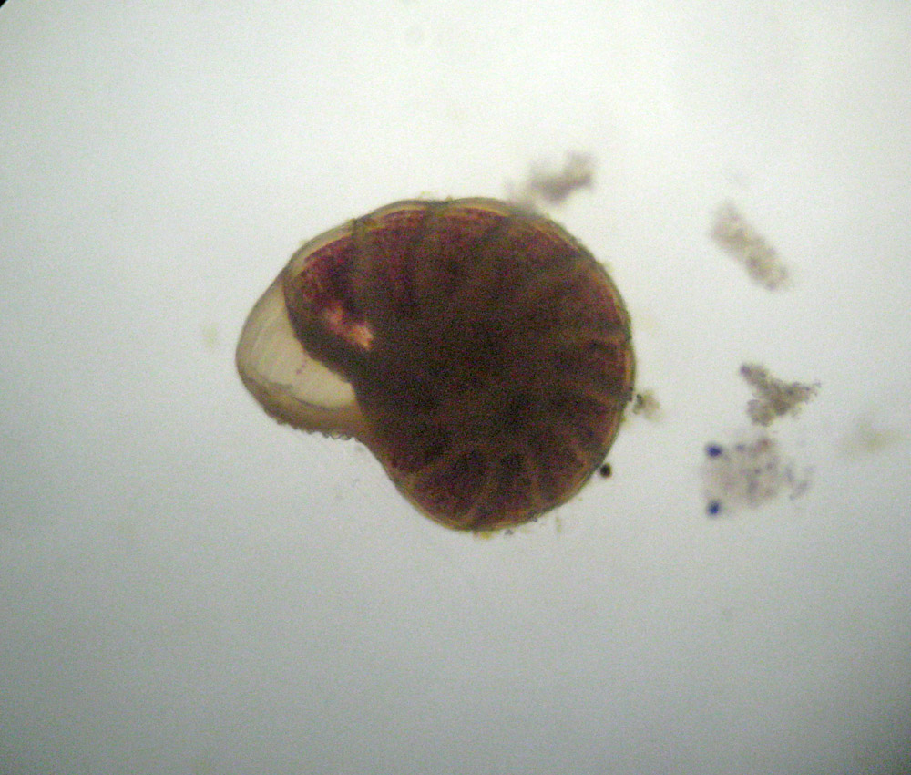 Direi Hyalinea balthica (Foraminifera)